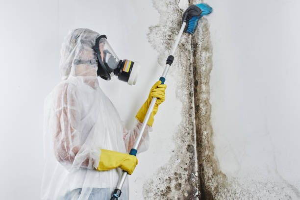 Best Black Mold Removal  in Chualar, CA