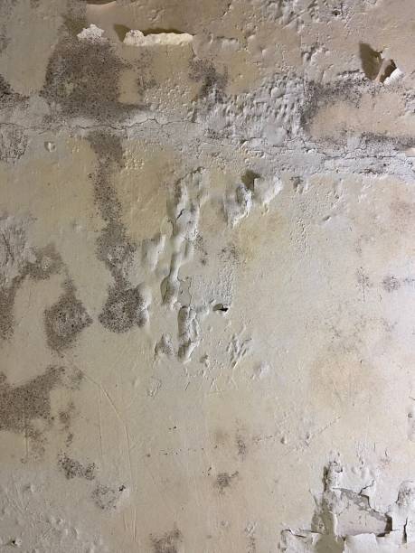 Best Mold Removal Company Near Me  in Chualar, CA