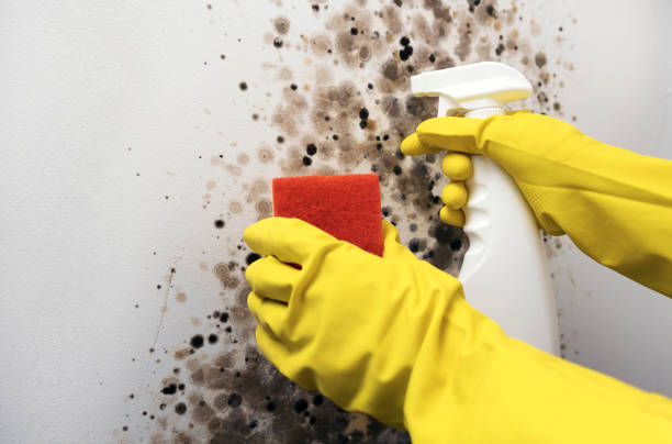 Best Toxic Mold Removal  in Chualar, CA