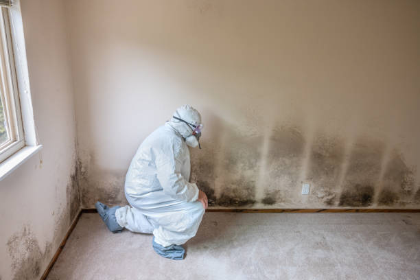 Best Attic Mold Removal  in Chualar, CA