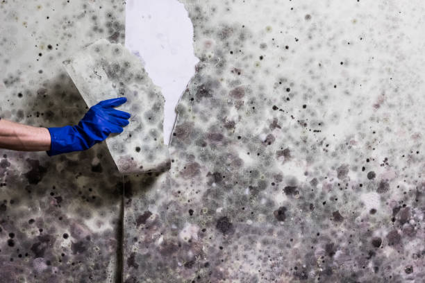 Best Residential Mold Removal  in Chualar, CA