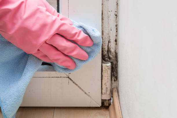 Best Certified Mold Removal  in Chualar, CA