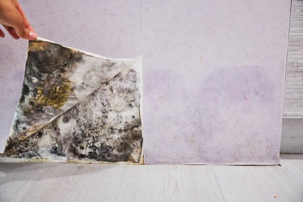 Best Commercial Mold Removal  in Chualar, CA